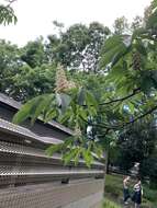 Image of Japanese Horse-chestnut