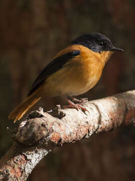 Image of Black-and-orange Flycatcher