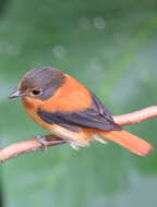 Image de Gobemouche orange et noir