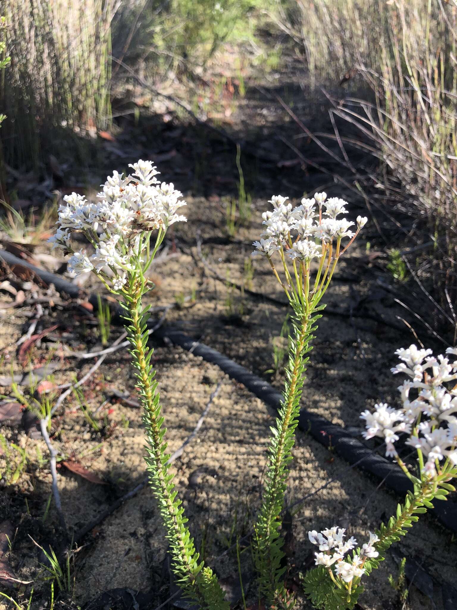 Image of Conospermum ellipticum Sm.