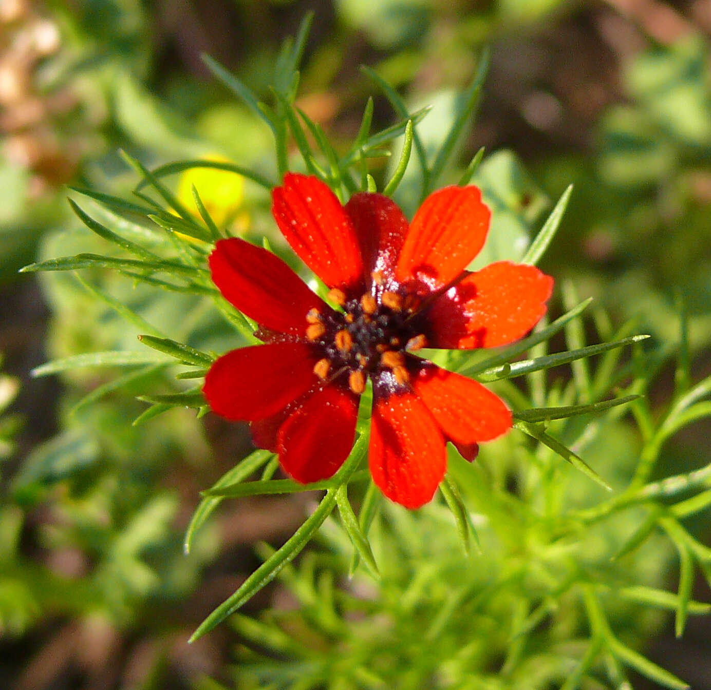 Image of Adonis microcarpa DC.