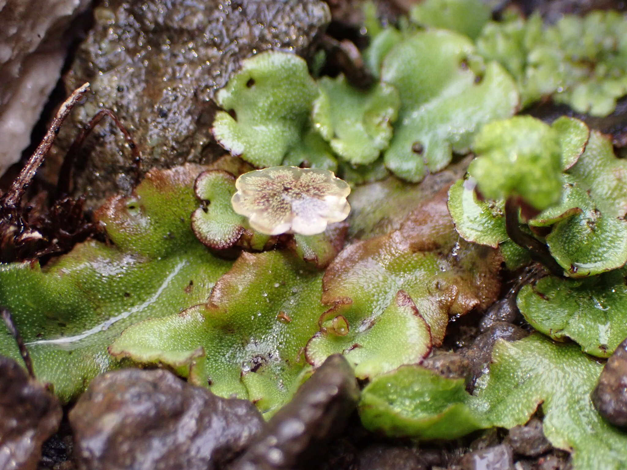 Image of Lindenberg's asterella