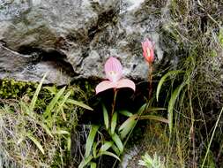 Image of Red Disa