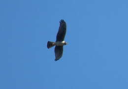 Image of Long-winged Harrier