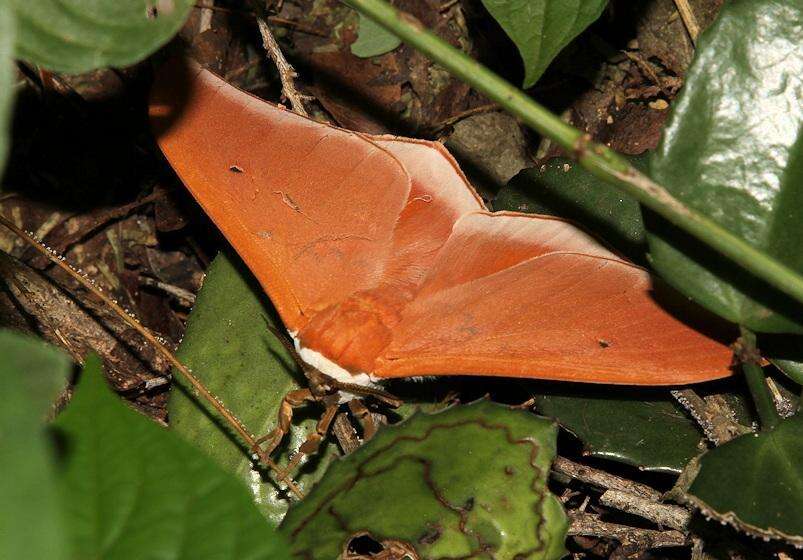 Plancia ëd Pseudobunaea natalensis (Aurivillius 1893)