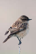 Image of Common Stonechat