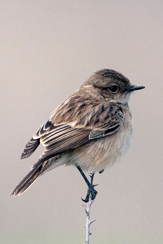 Image of Common Stonechat