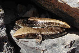 Plancia ëd Chalcides coeruleopunctatus Salvador 1975