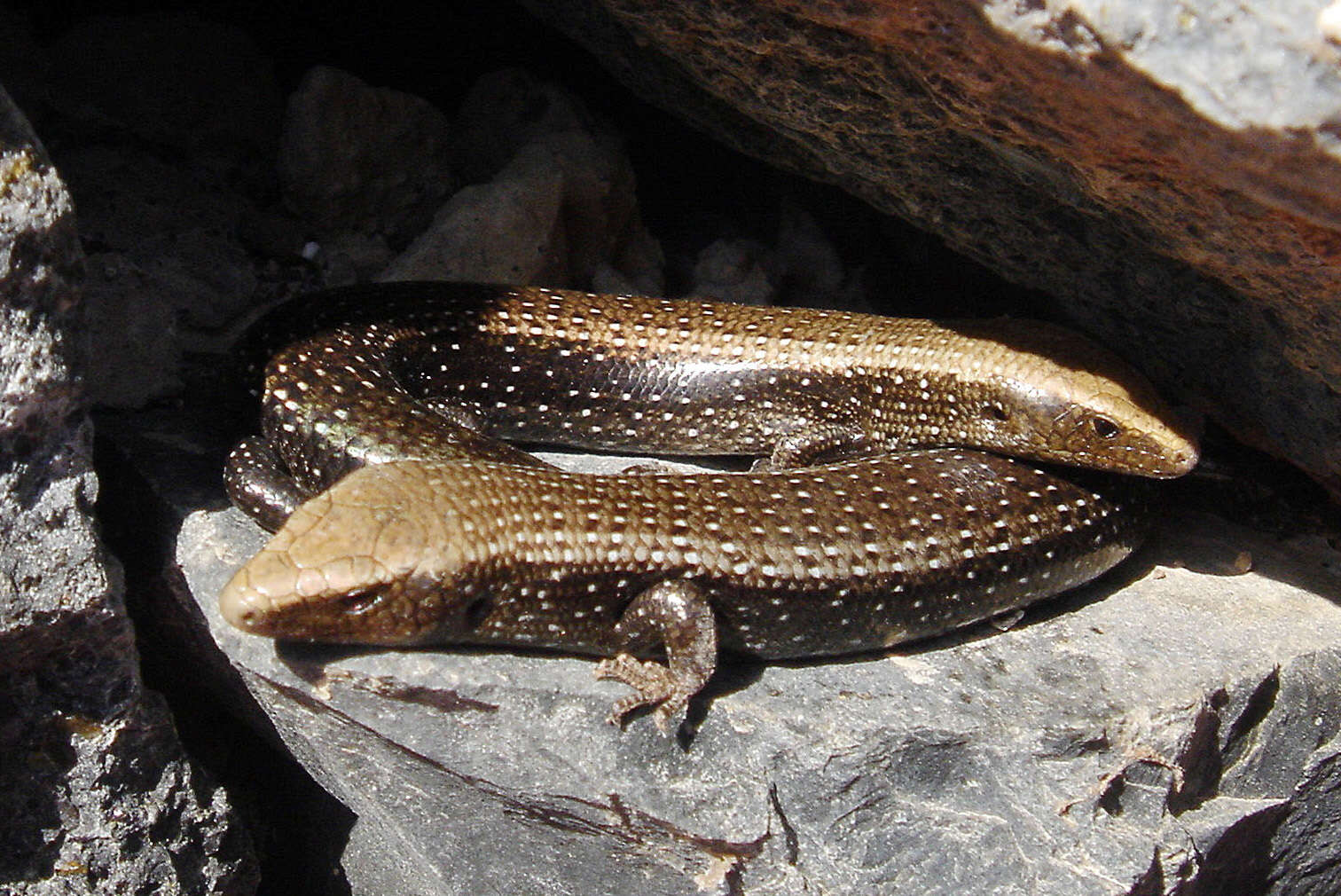 Image of Chalcides coeruleopunctatus Salvador 1975