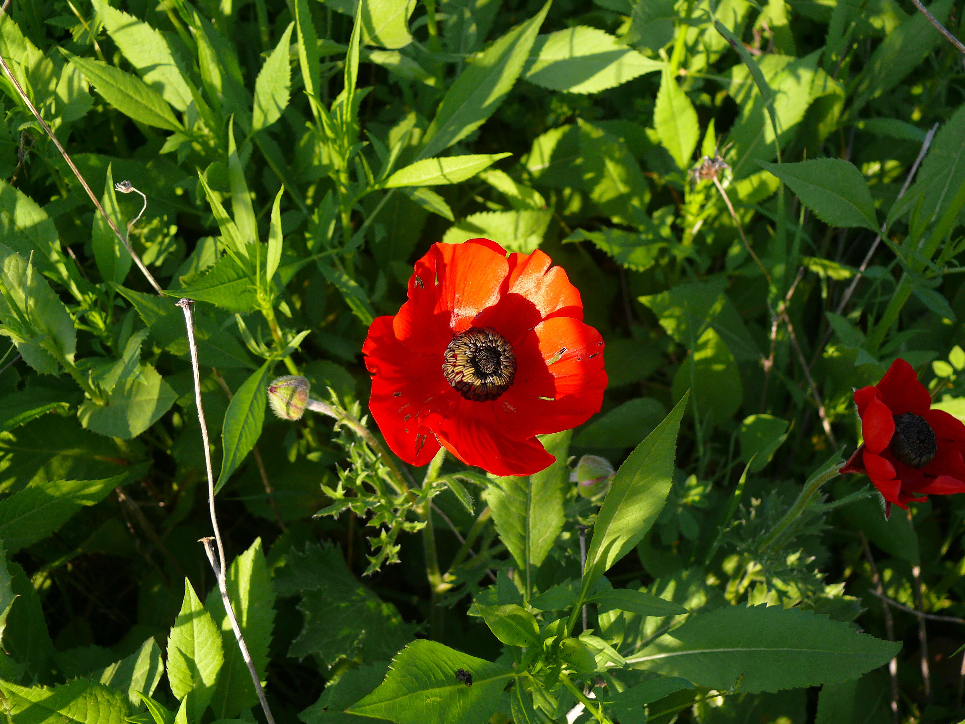 Image of Ranunculus asiaticus