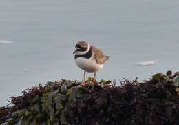 Image of ringed plover, common ringed plover