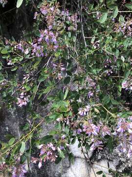 Image of Campylotropis macrocarpa (Bunge) Rehder