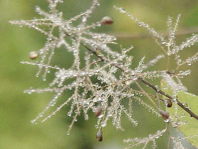 Image of European smoketree