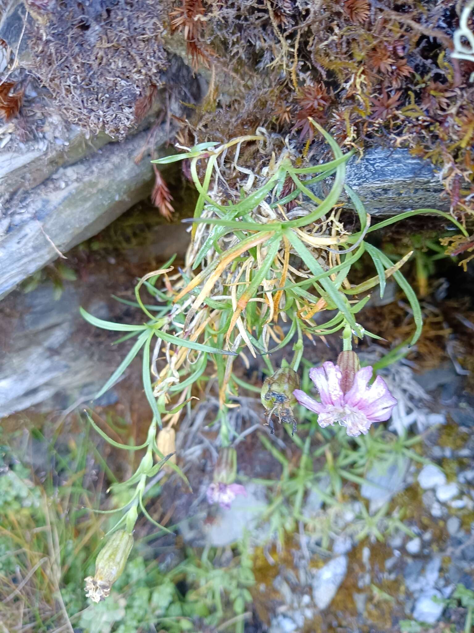 Слика од Silene morrisonmontana var. morrisonmontana