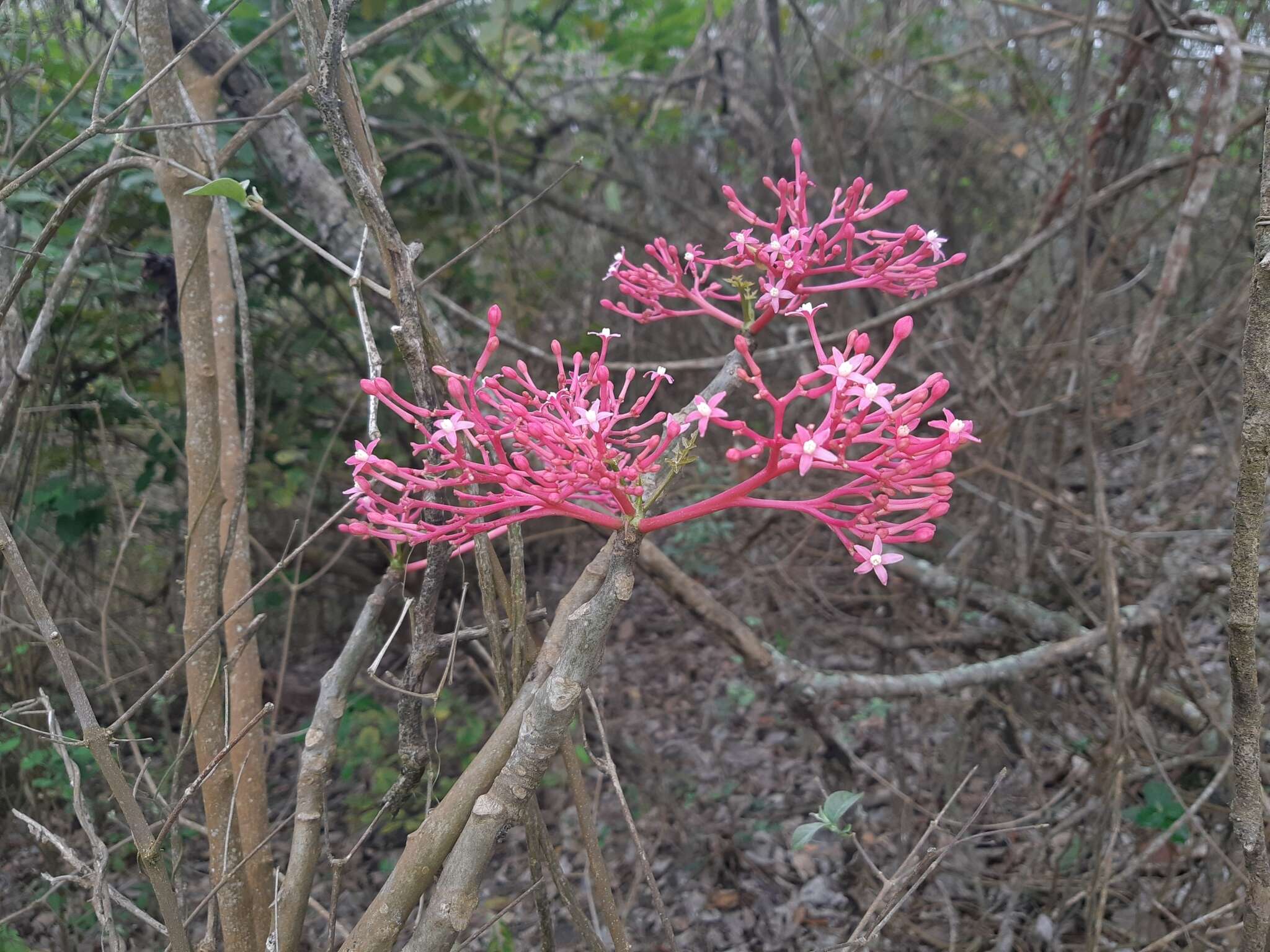 Image of Vasconcellea parviflora A. DC.