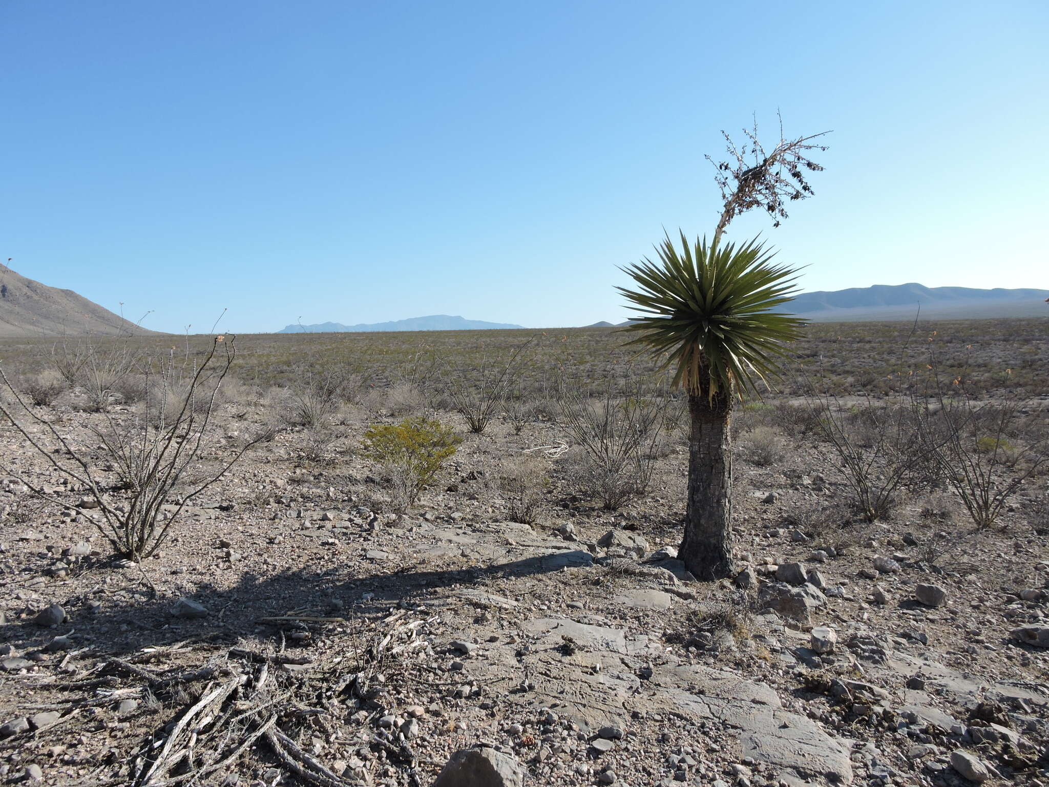 Sivun Yucca carnerosana (Trel.) McKelvey kuva