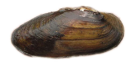 Image of Painter's Mussel