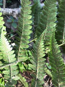 Image de Dryopteris erythrosora (D. C. Eat.) O. Kuntze