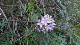 Слика од Solanum angustifidum Bitter