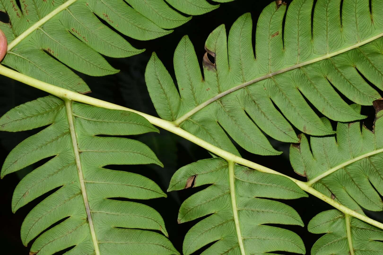 صورة Cyathea horrida (L.) Sm.