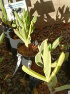 Image of Carpobrotus quadrifidus L. Bol.