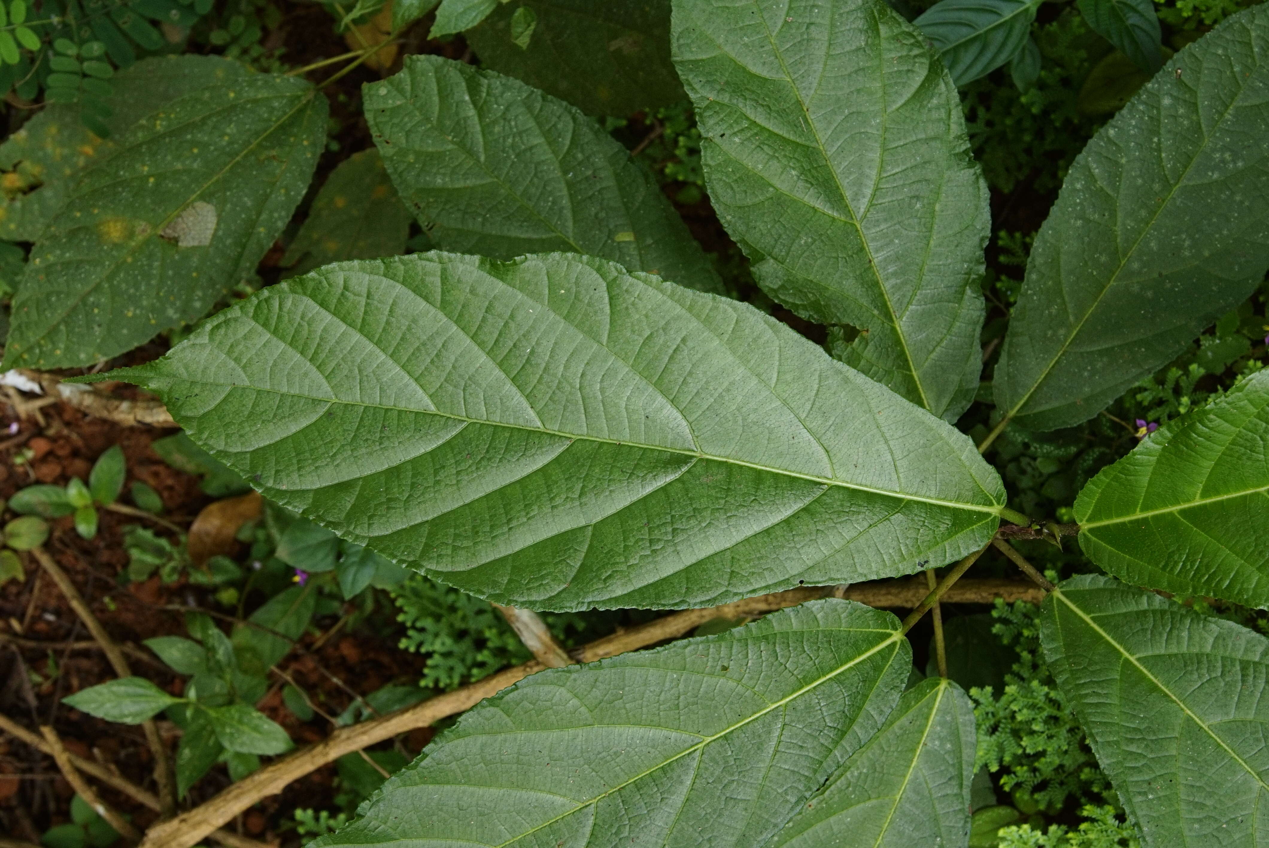 對葉榕的圖片