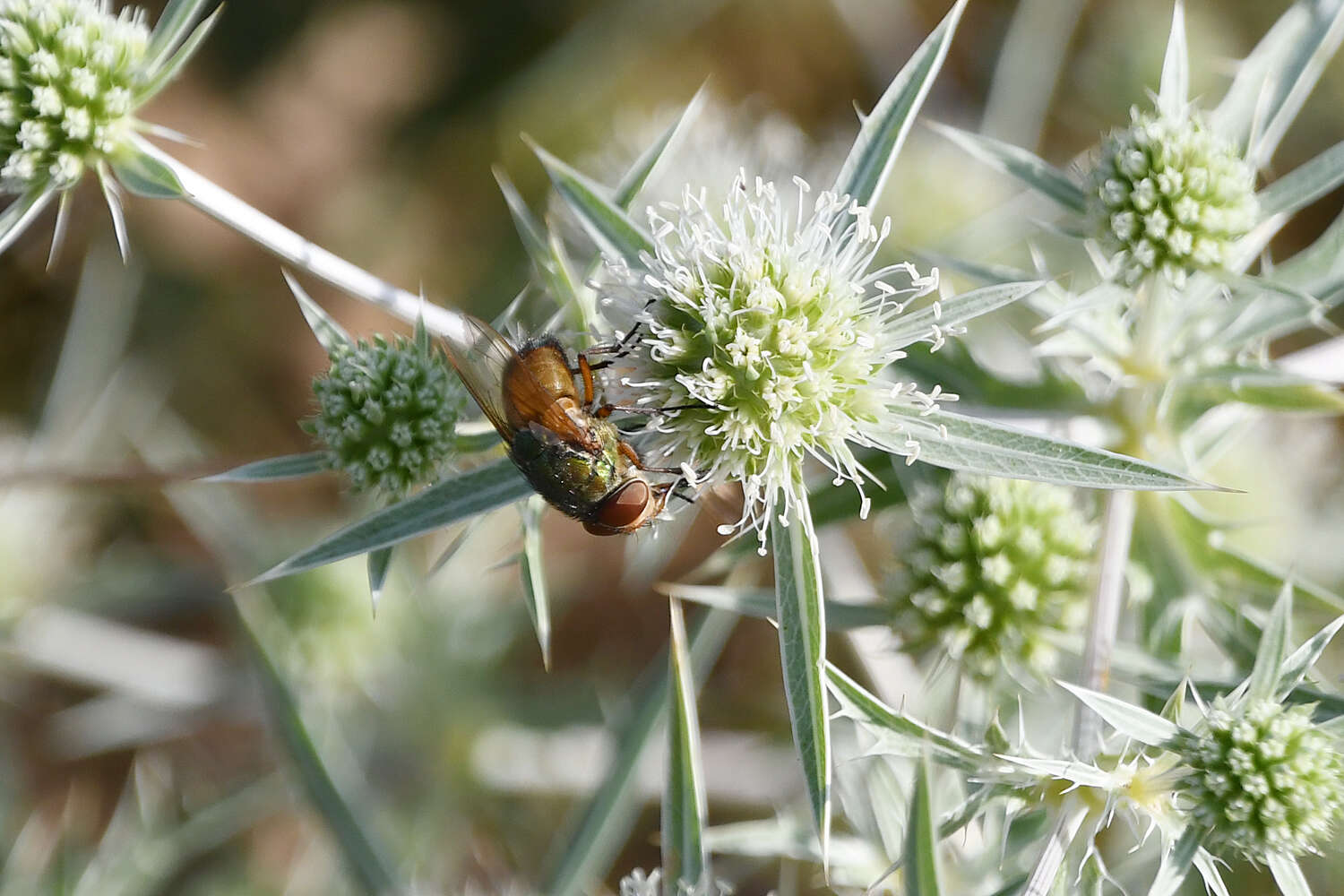 Image of Rhyncomya speciosa (Loew 1844)