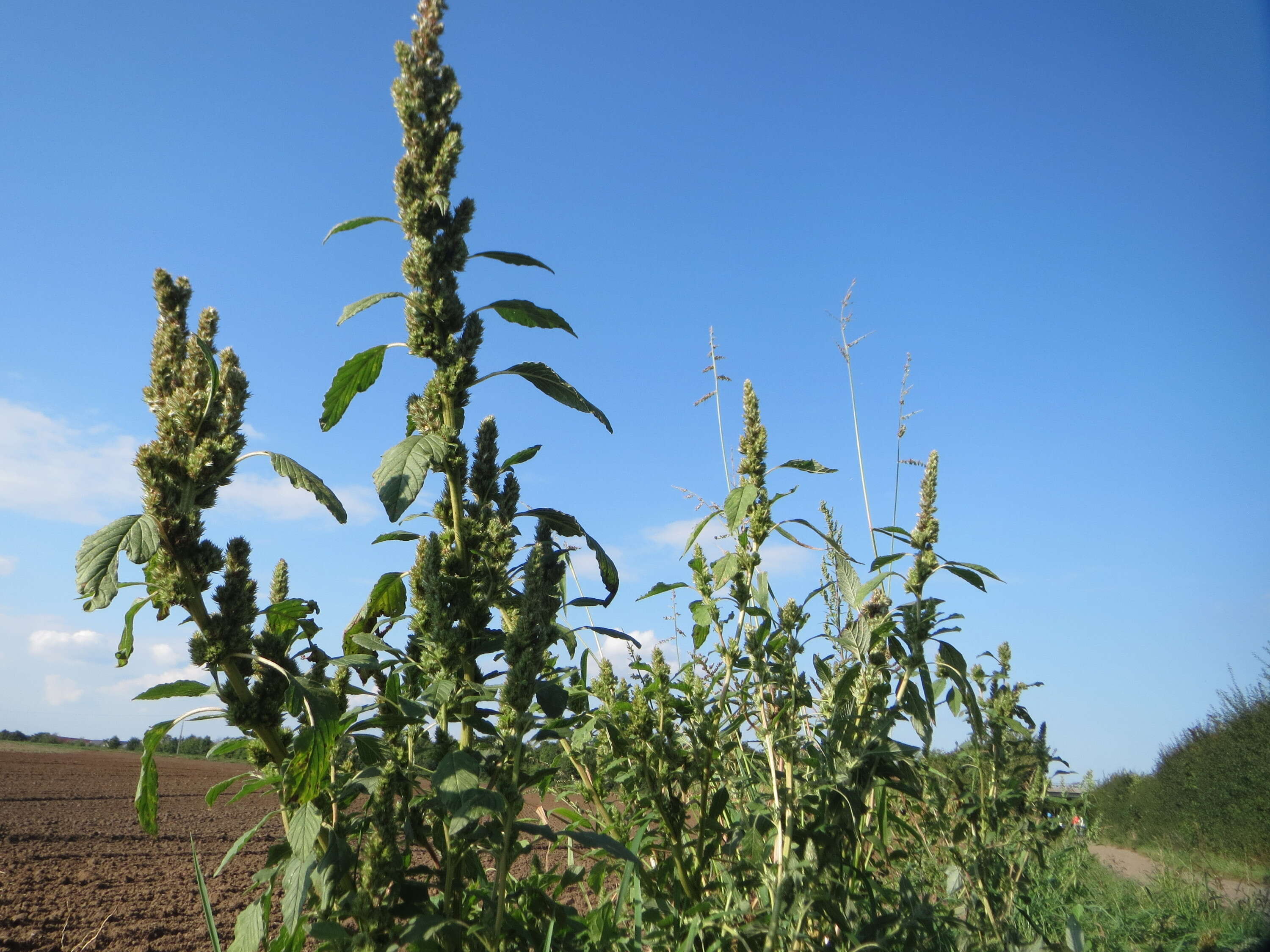 Image of redroot amaranth