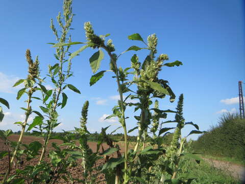 Image of redroot amaranth