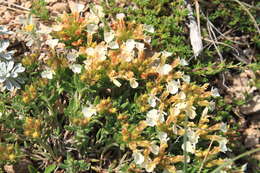 Sivun Teucrium montanum subsp. montanum kuva