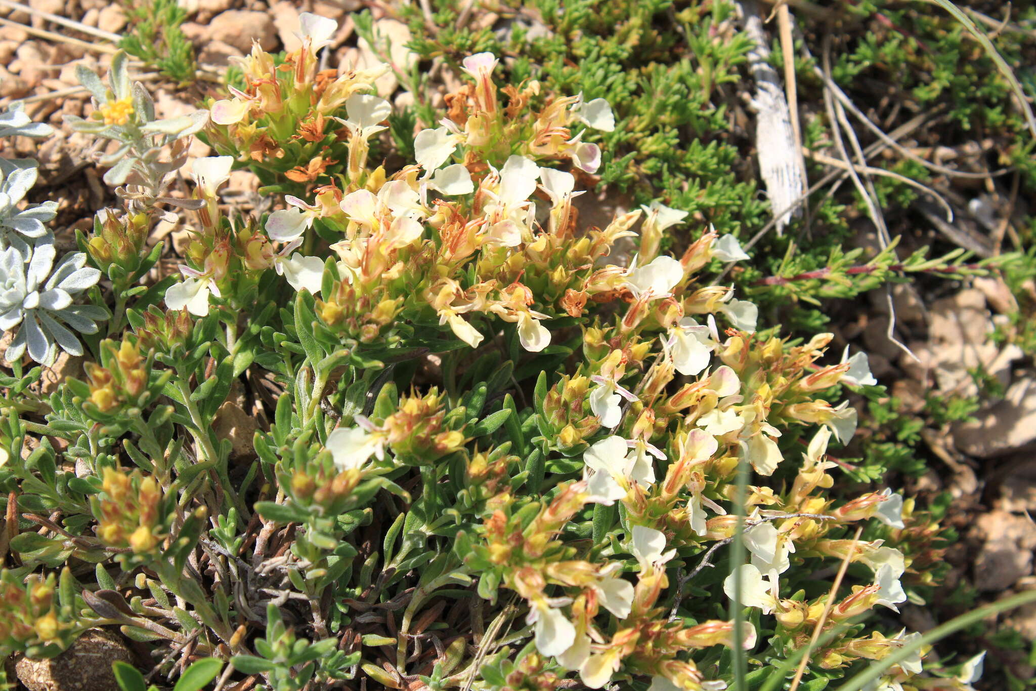 Image of Teucrium montanum subsp. montanum