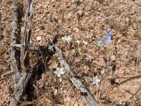 Image de Eriastrum eremicum subsp. yageri (M. E. Jones) Mason