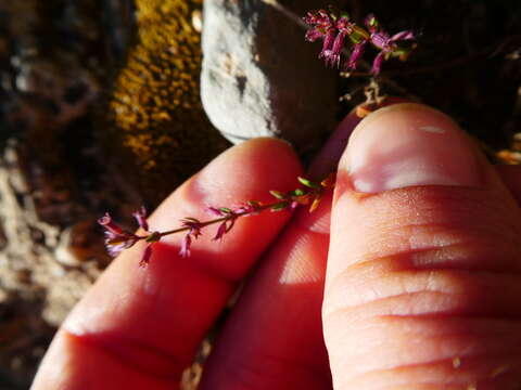 Plancia ëd Micromeria microphylla (d'Urv.) Benth.