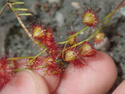 Imagem de Drosera huegelii var. phillmanniana