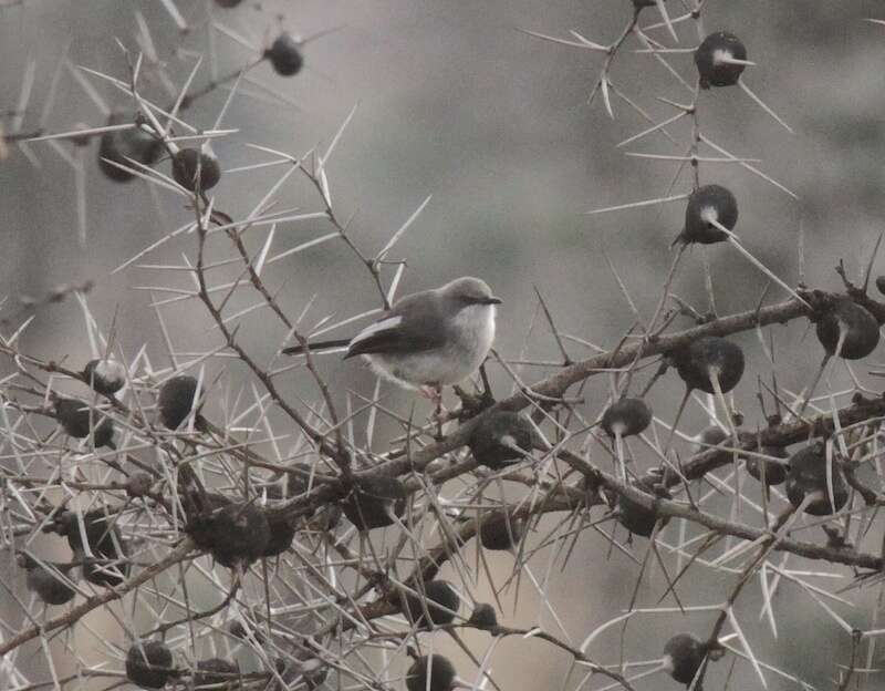 Imagem de Apalis karamojae (Van Someren 1921)