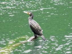 Image of Black Shag