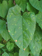 Image de Puccinia convolvuli (Pers.) Castagne 1842