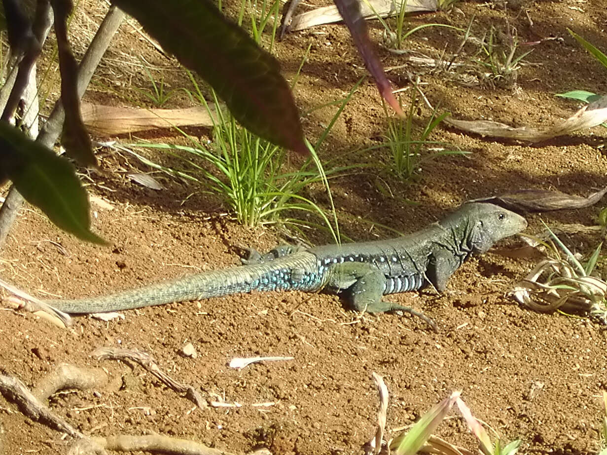 Image of Ameiva fuscata