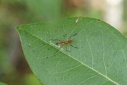 Image of stilt-legged flies