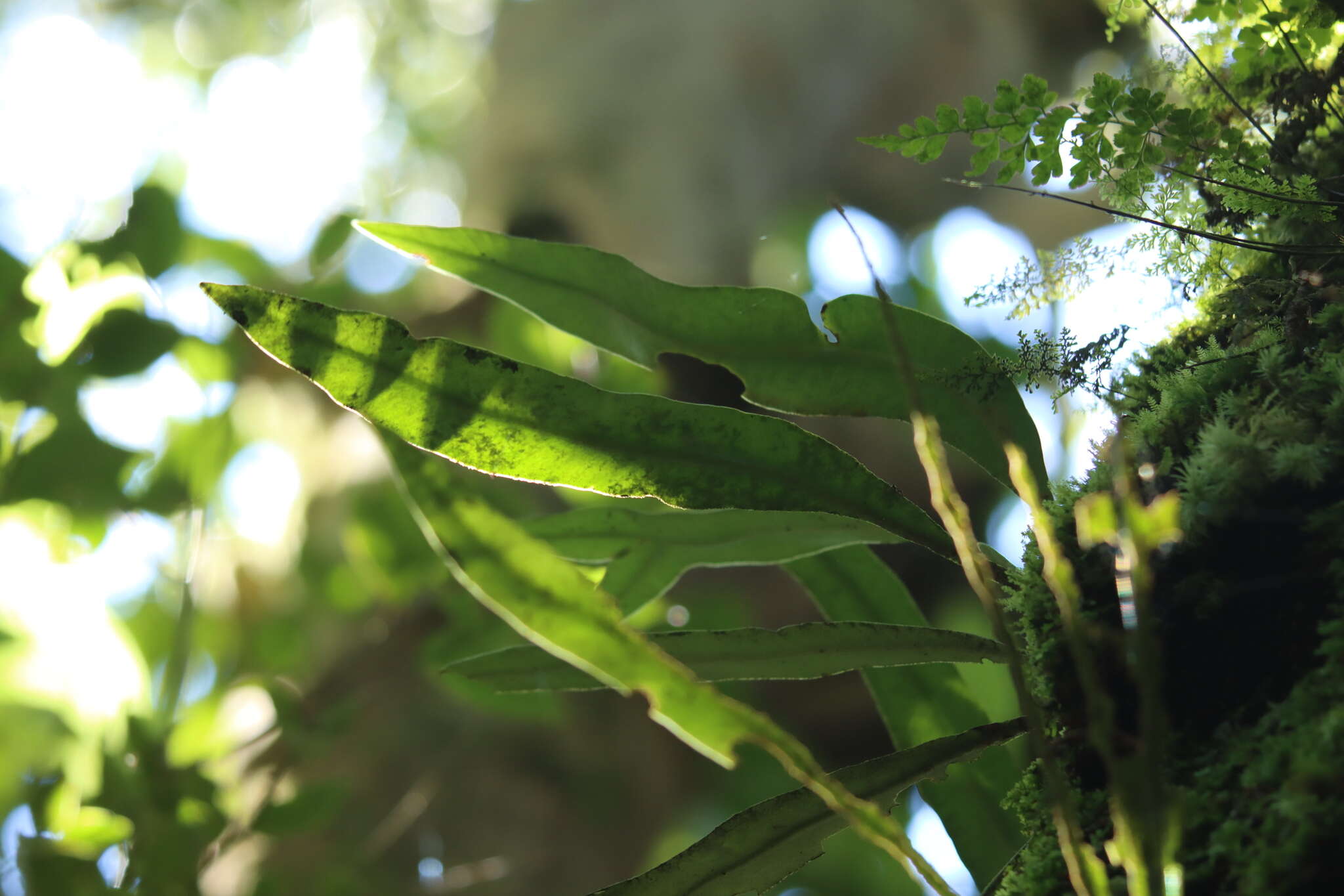 Image of Elaphoglossum yoshinagae (Yatabe) Mak.