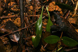 Image of Small Prescott Orchid