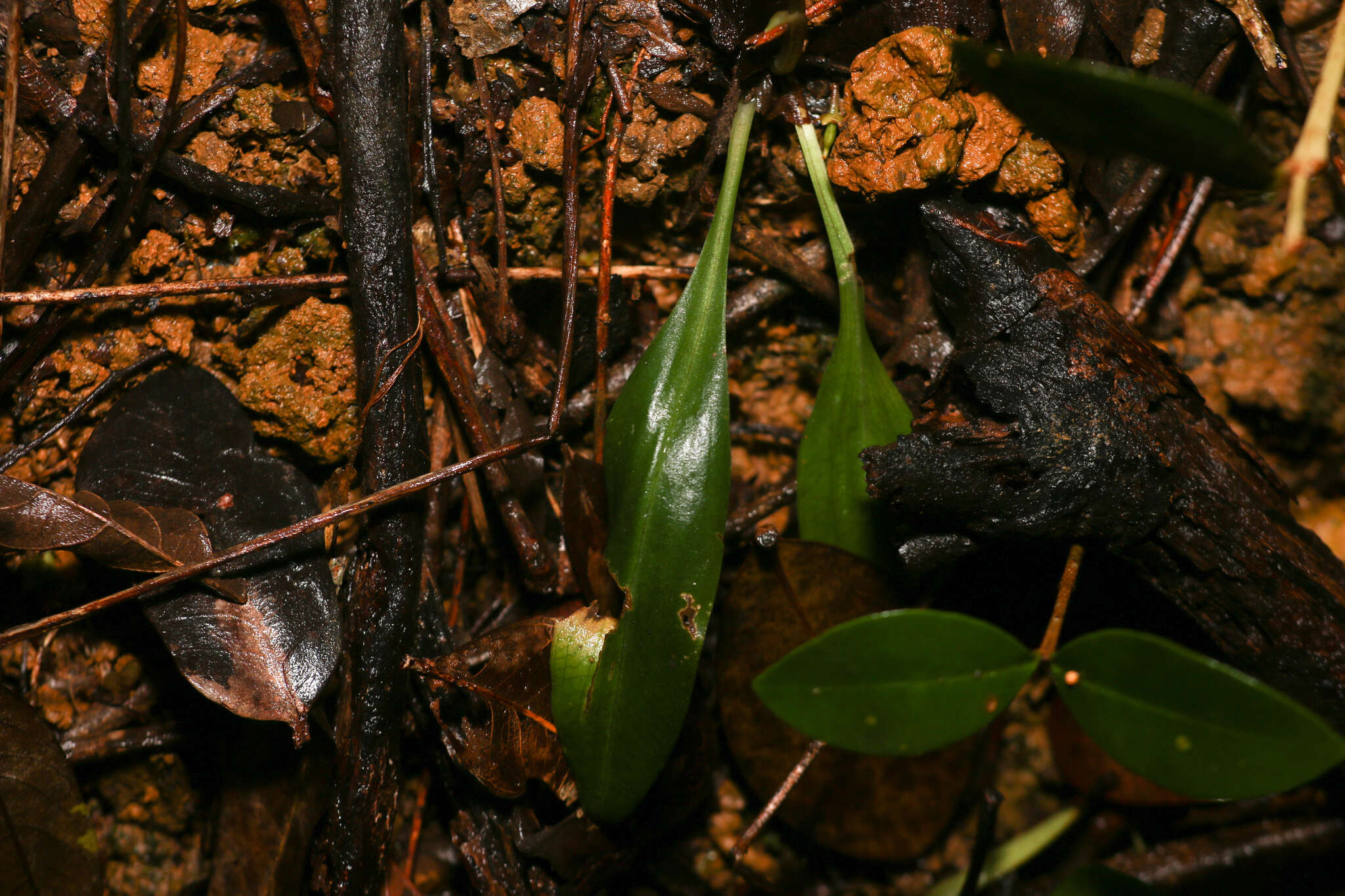 Image of Small Prescott Orchid