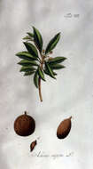 Image of sapodilla