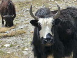 Image of yak