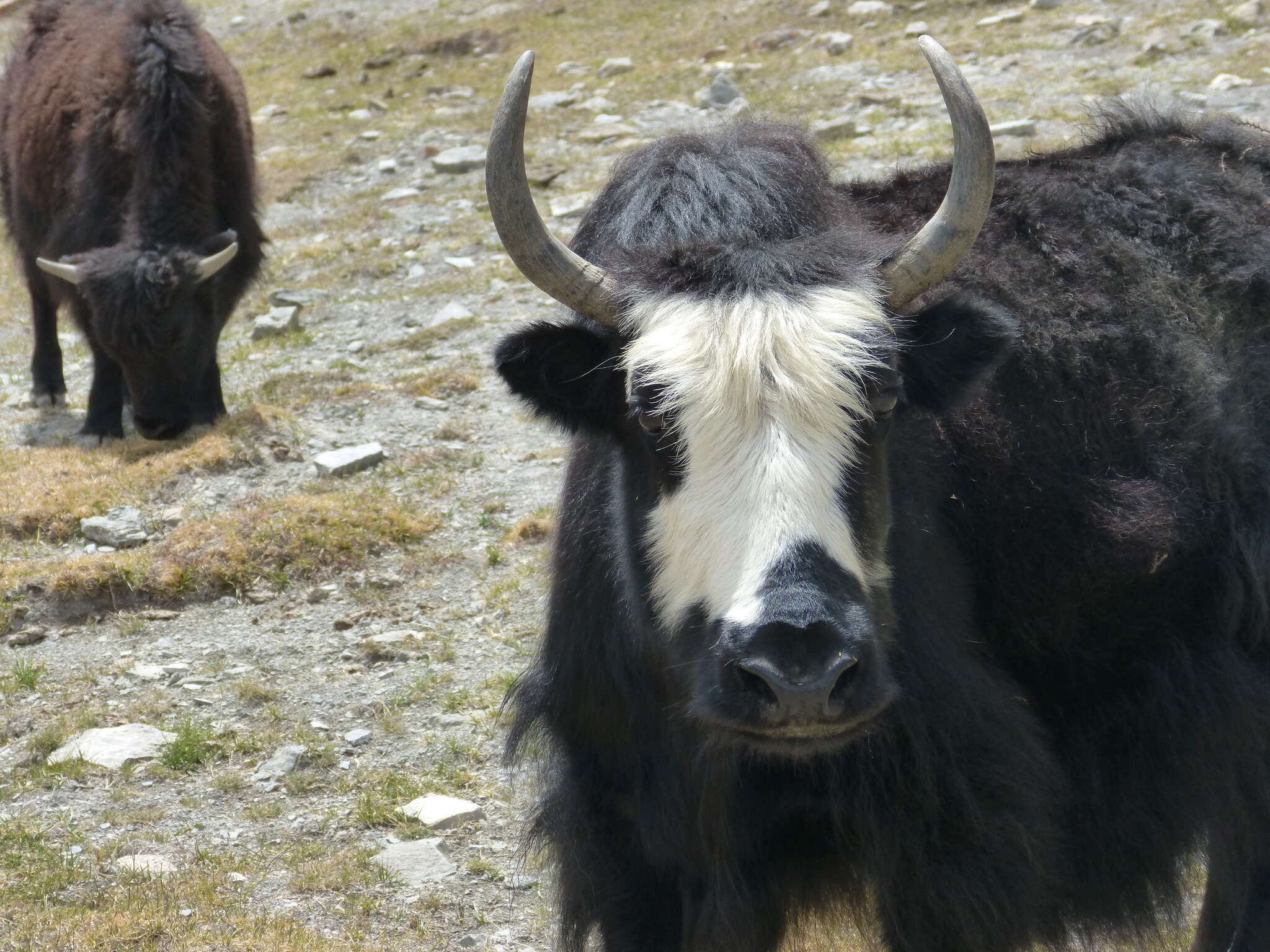 Image of yak