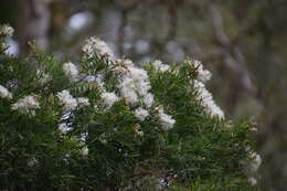 Image of cajeput tree