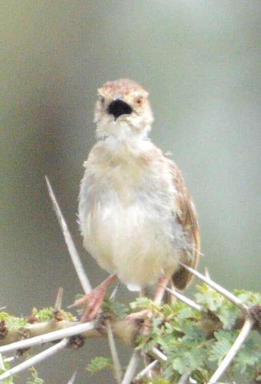 Image of Short-winged Cisticola