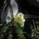 Imagem de Hibiscus elegans Standl.