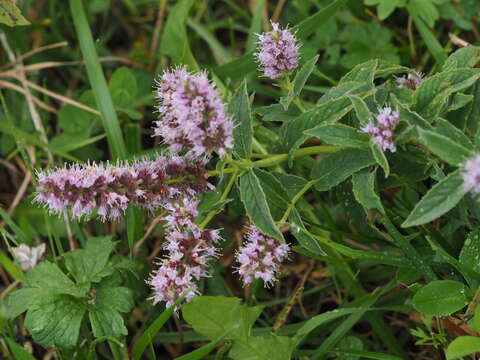 Imagem de Mentha longifolia (L.) Huds.