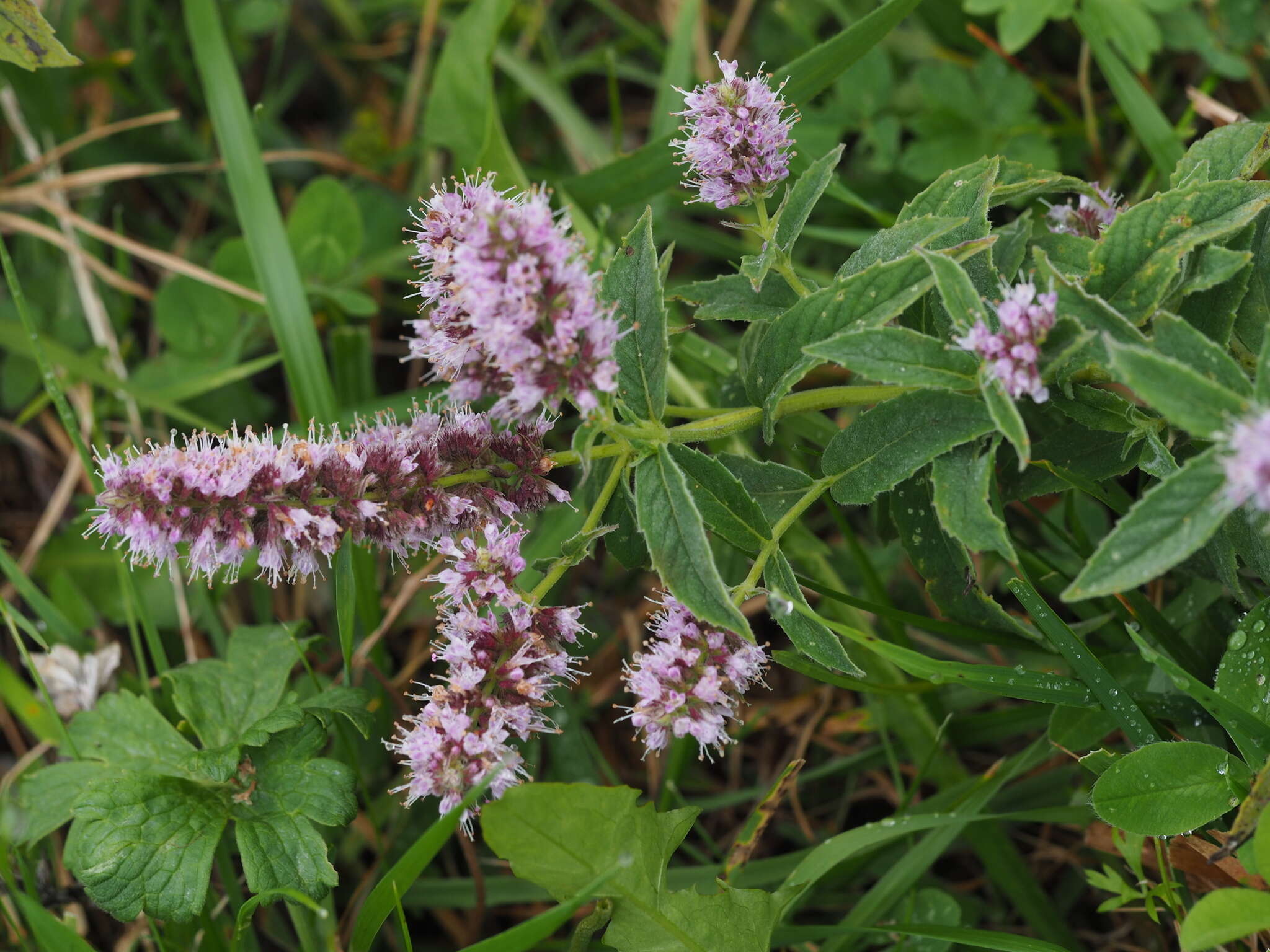 Image of Horse Mint